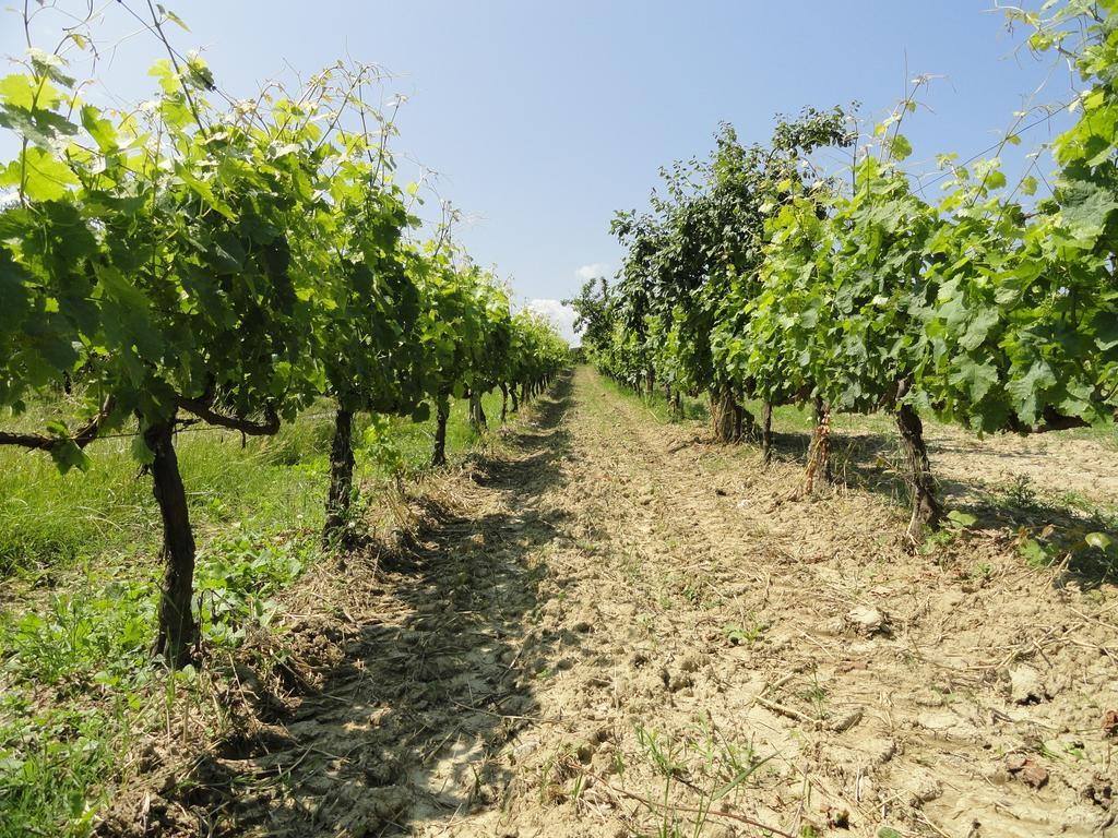Apartmán Poggio Novello Peccioli Exteriér fotografie